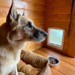 porta basculante per cane