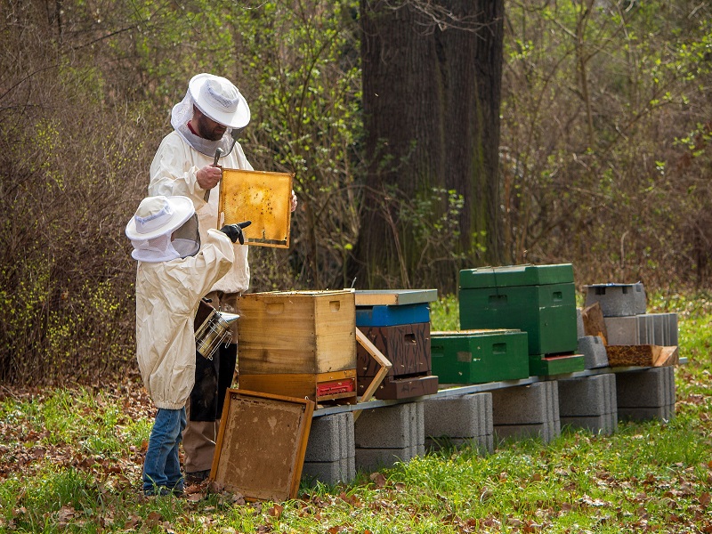 Come costruire una casetta per le api da tenere in giardino - La Pratolina